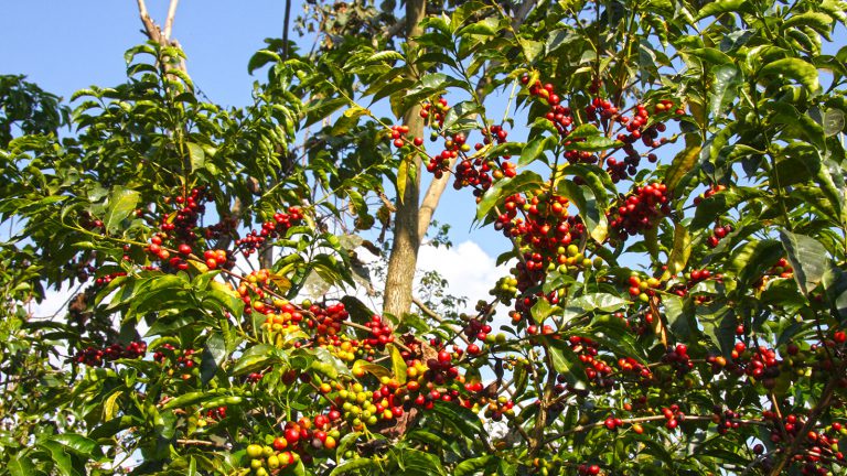 The Journey of a Coffee Bean, From Farm to Cup