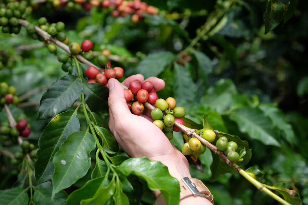 Colombia - Miners Den Coffee