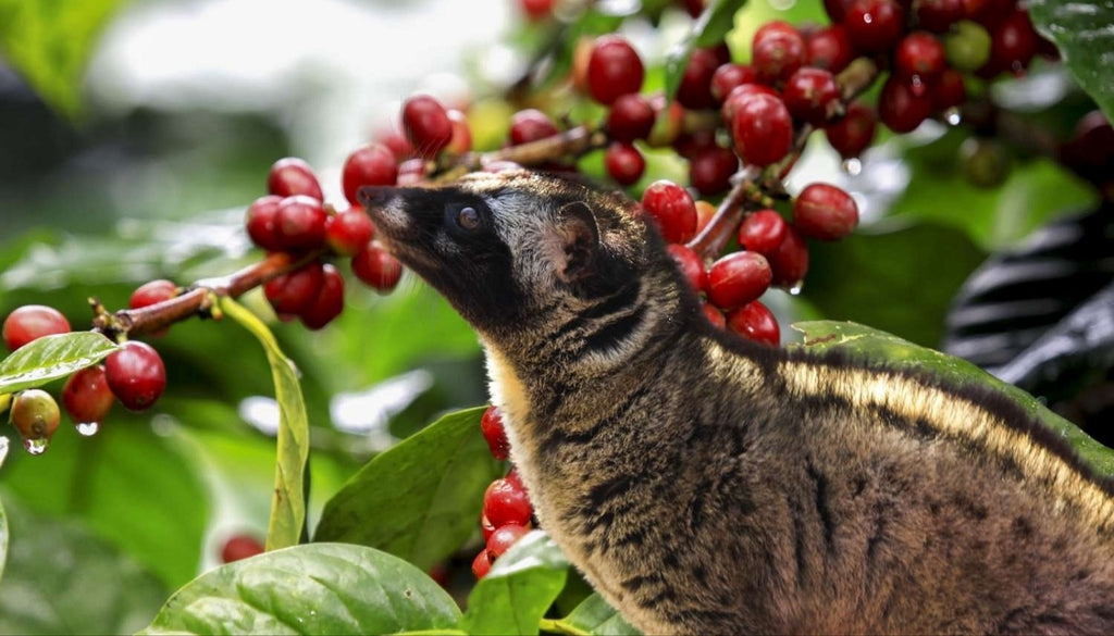 Bali Blue- Organic - Miners Den Coffee