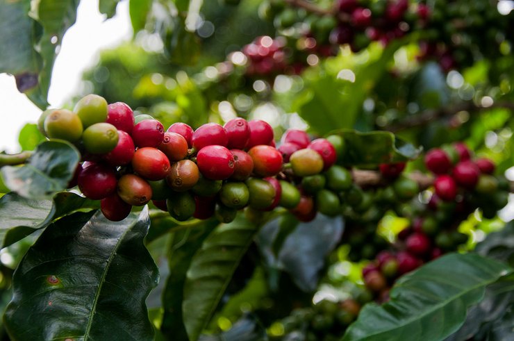 Costa Rica - Miners Den Coffee